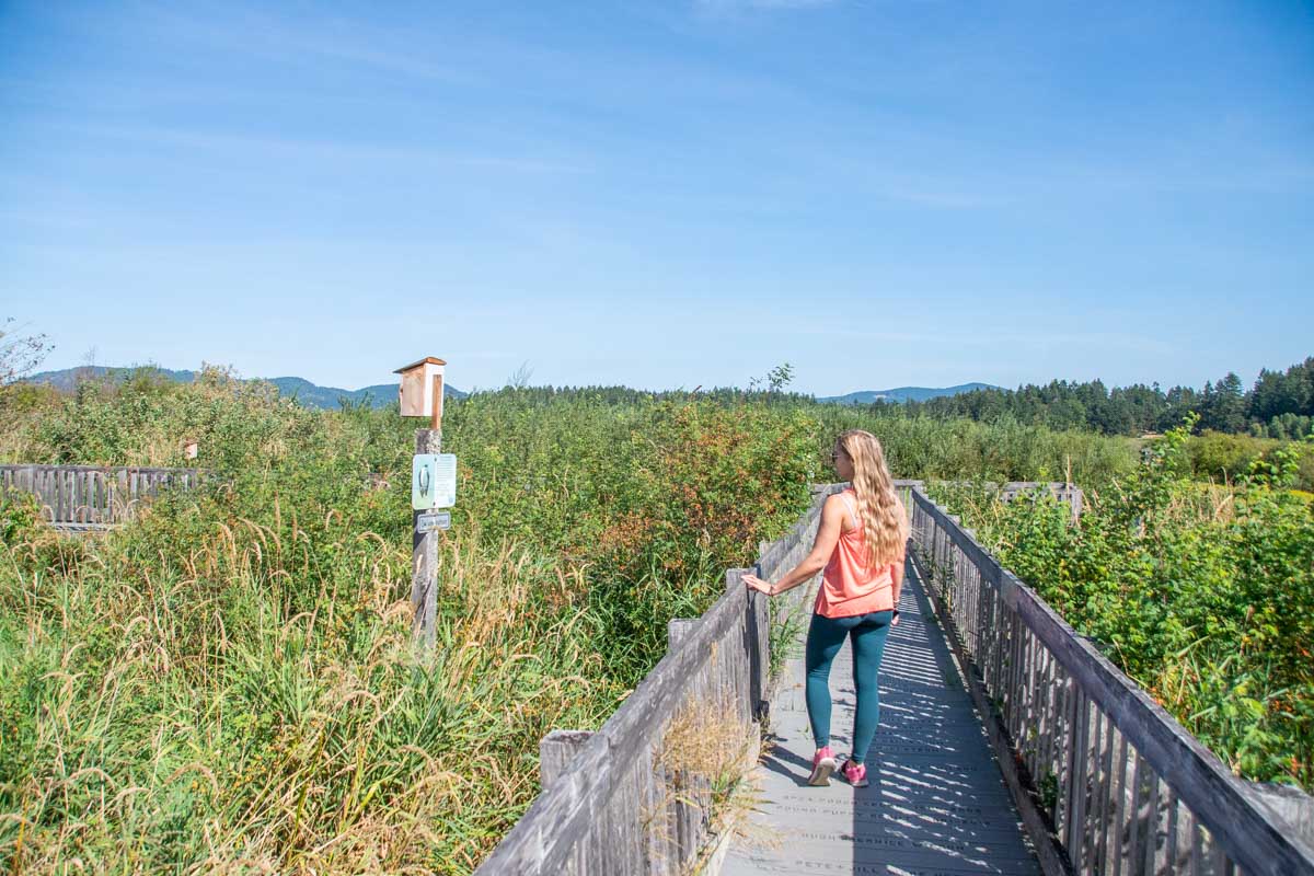 Bailey walks along a boardwalk in S'amunu Somenos Conservation Area