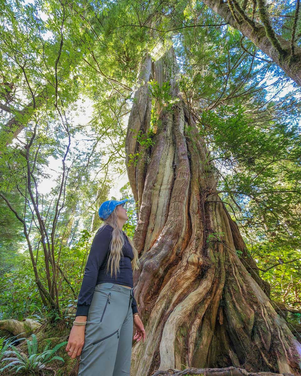 Bailey with a large tree on the Ancient Cedars Trail