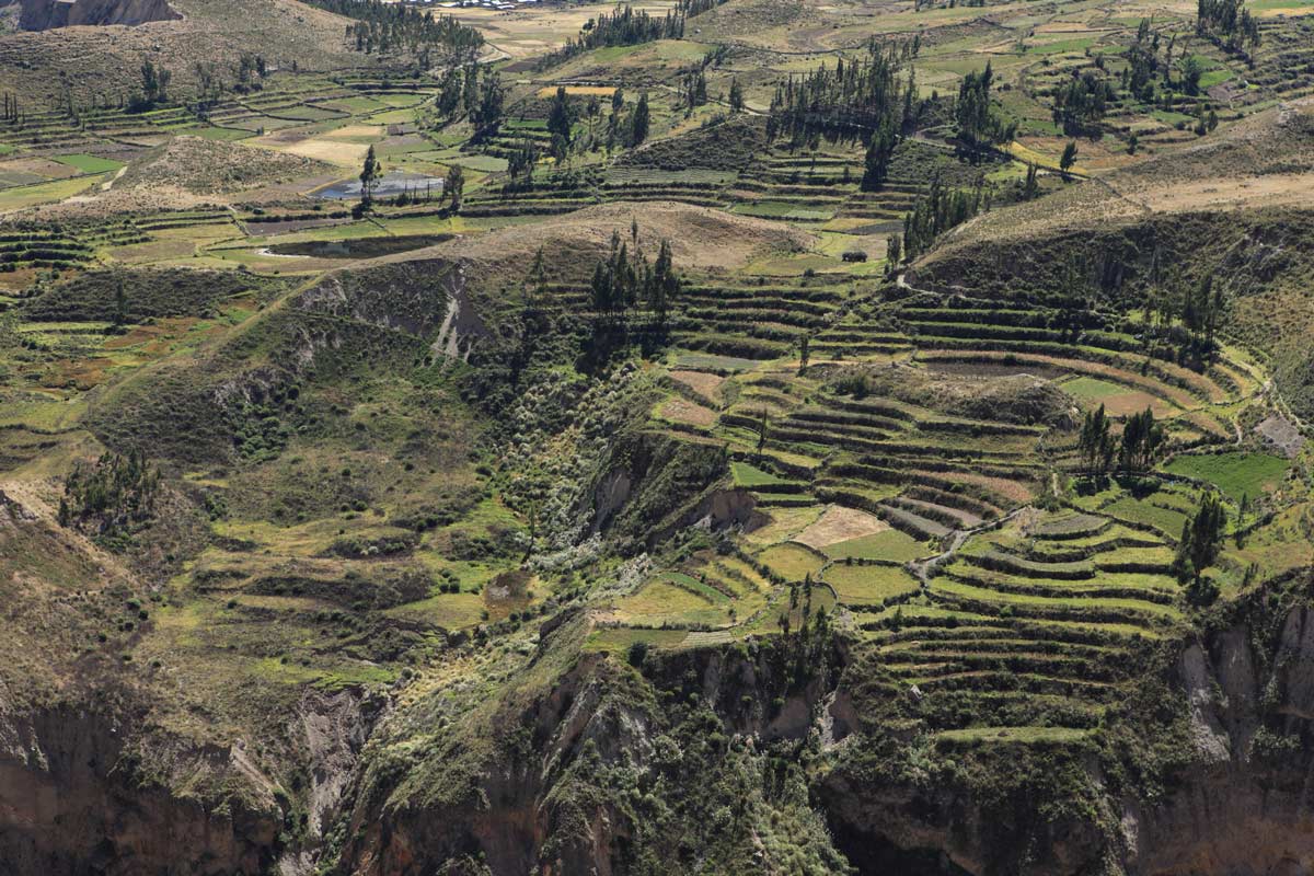 view of the stepped terrace farm from Colca Canyon in Arequipa, Peru