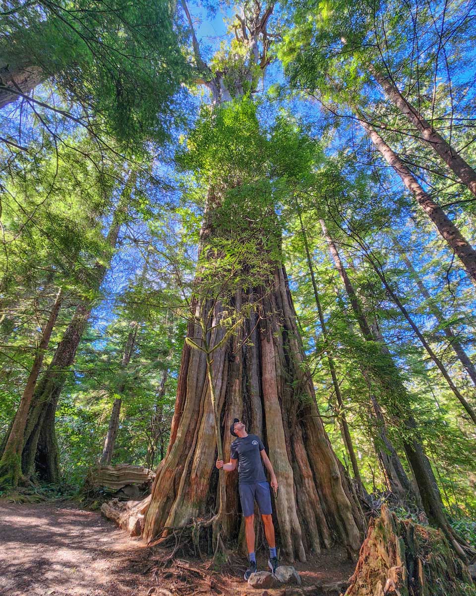 Daniel stands below a tall tree on the Ancient Cedars Trail