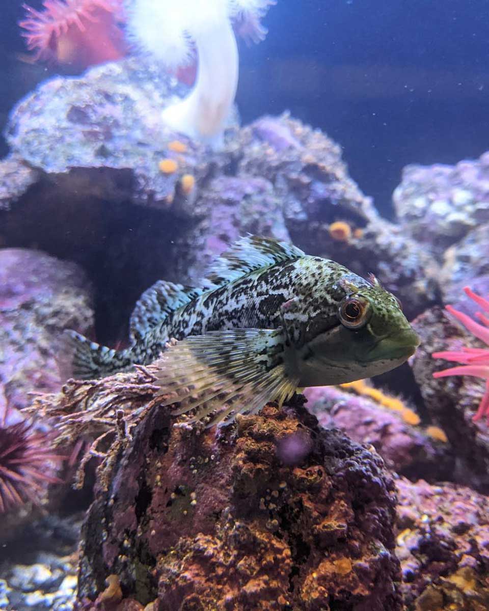 Fish at the Ucluelet Aquarium