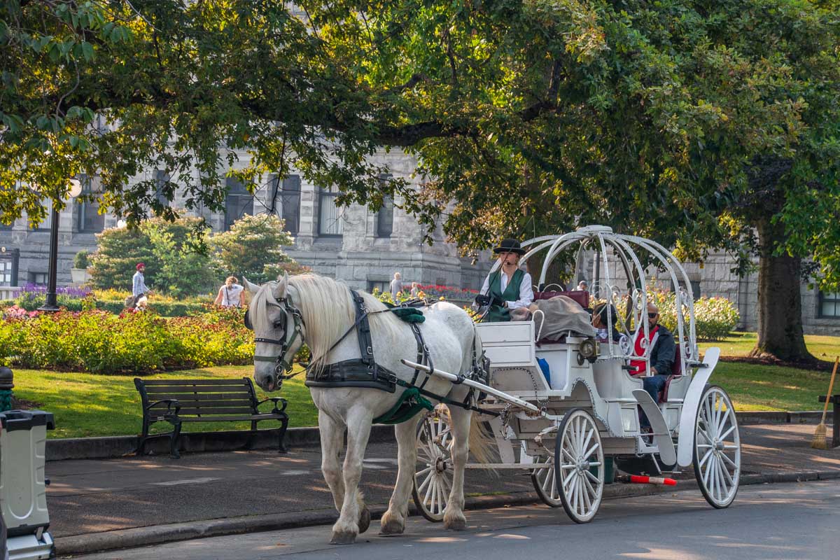 horse drawn carriage in Victoria BC