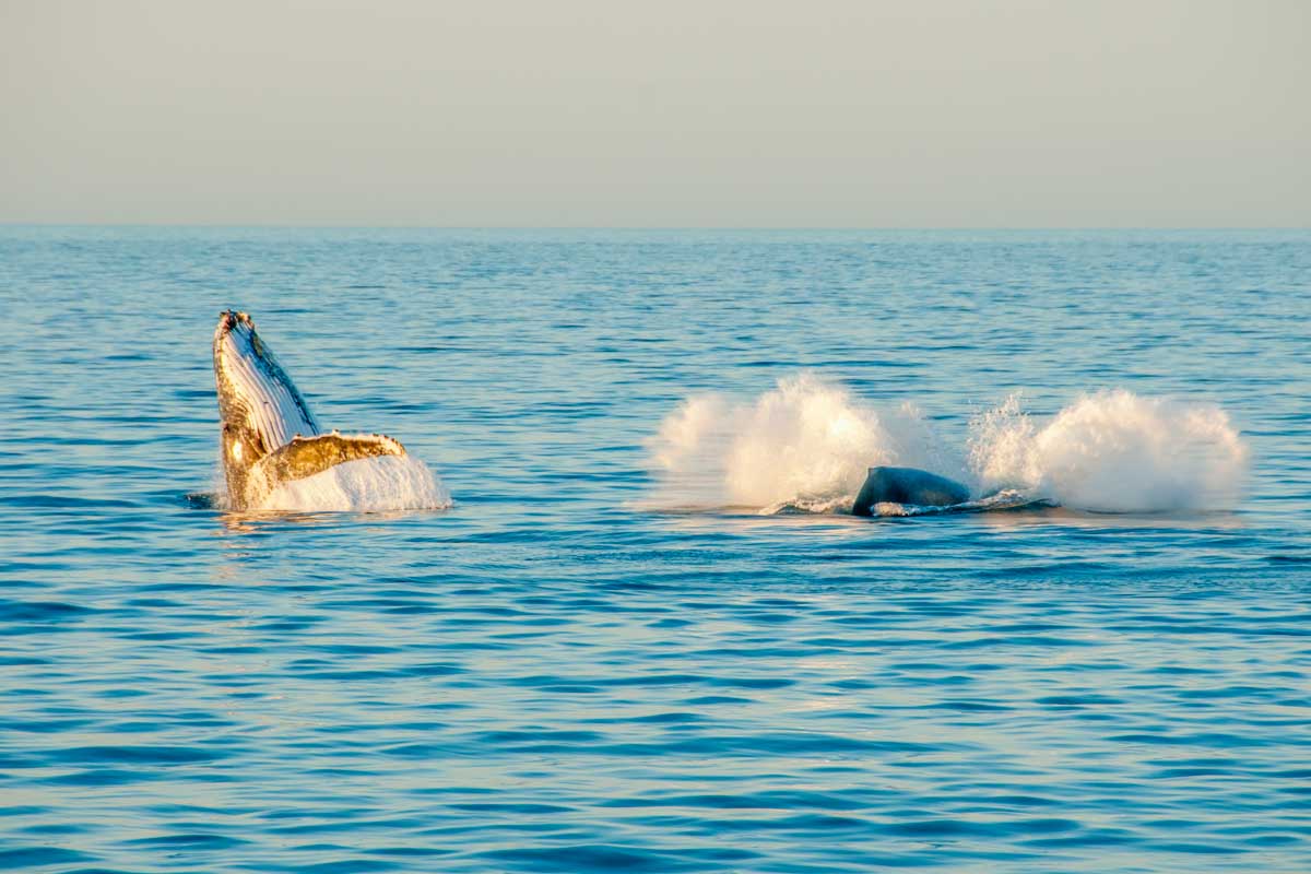 Humpback whales play in the water off the coast of Exmouth, WA