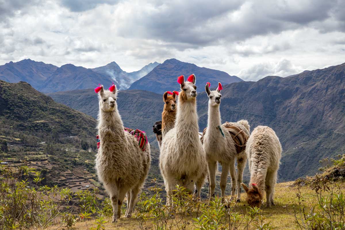 Llamas on the The Lares Trek ith views of the mountains