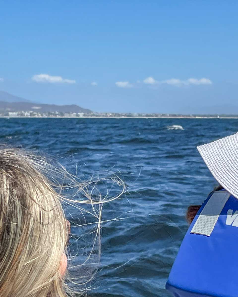 Looking at a whale from a small boat in Puerto Vallarta, Mexico