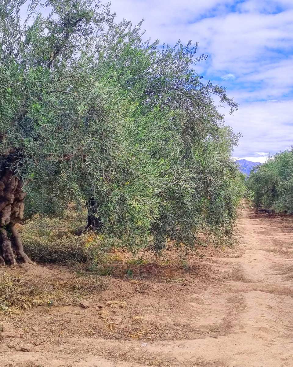 Olive tree in Mendoza, Argentina