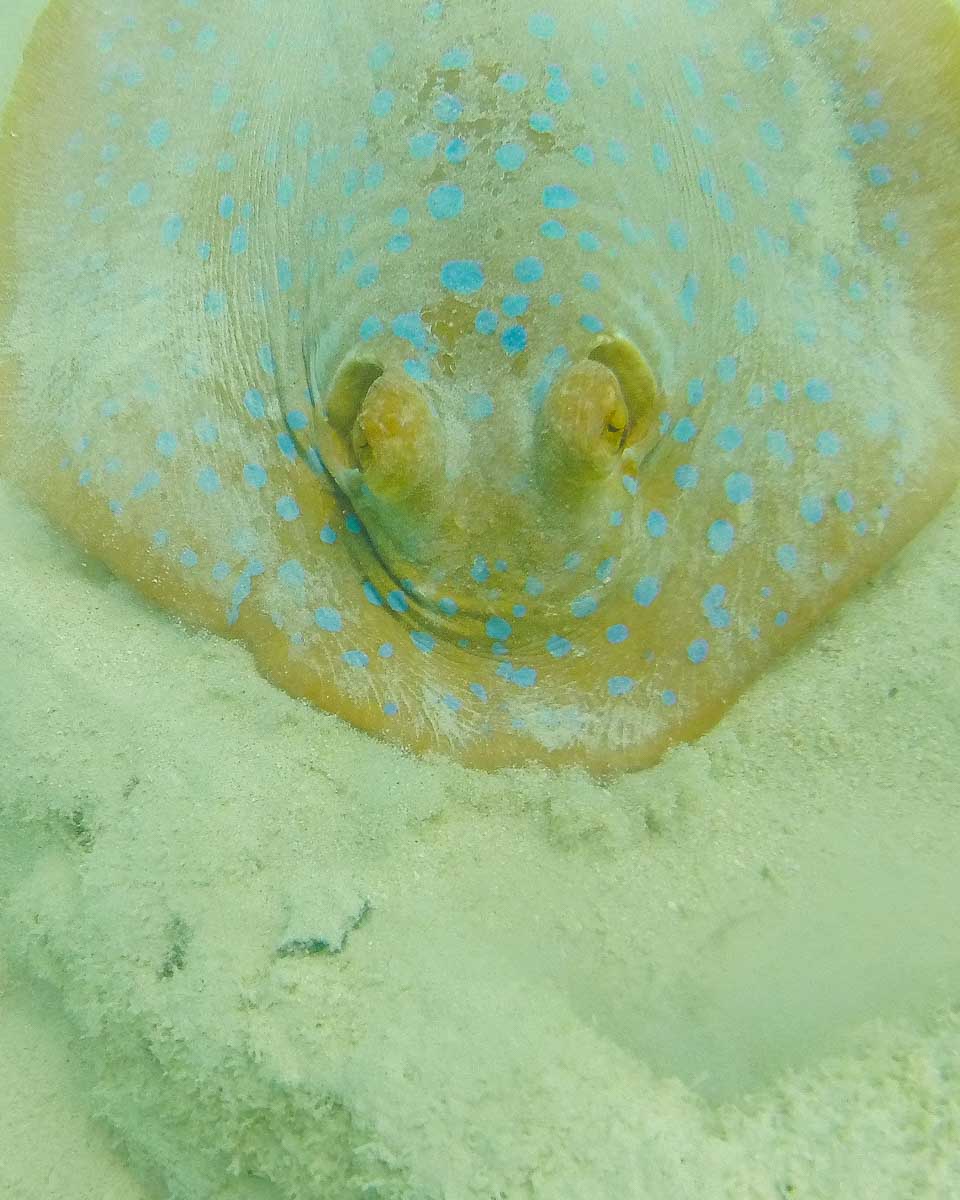 Stingray in Coral Bay Western Australia