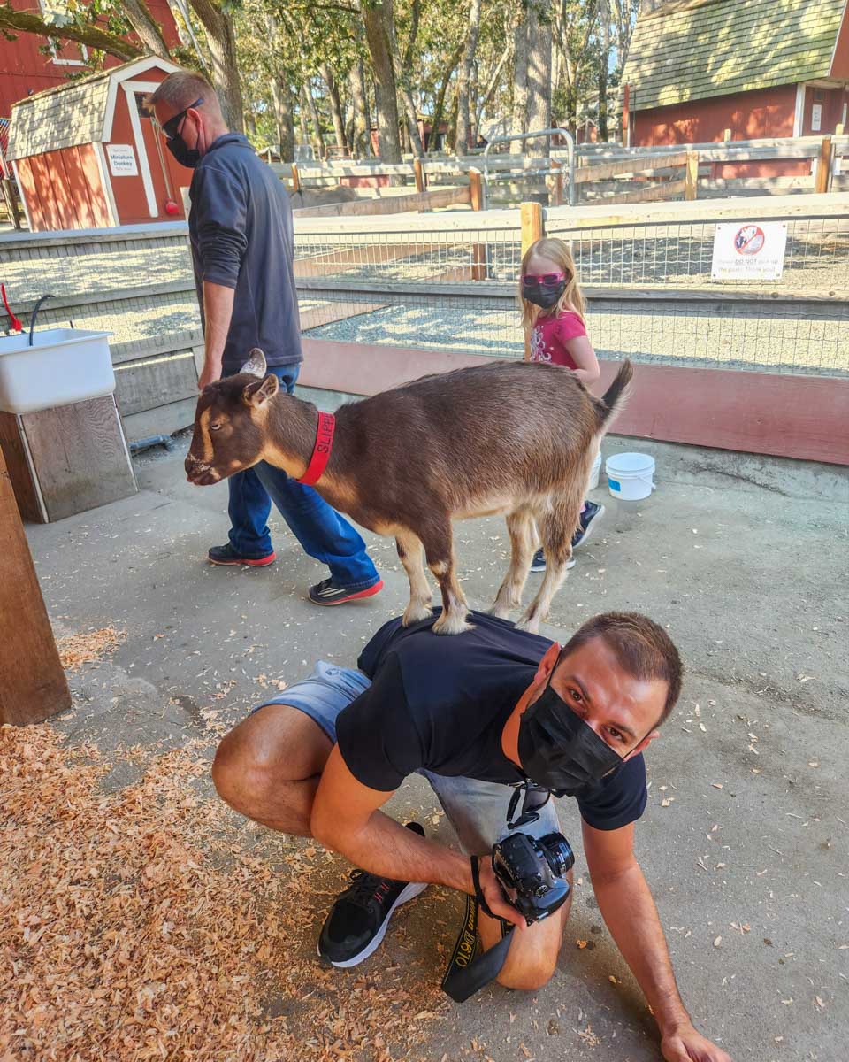 The Goats at Beacon Hill Park in Victoria BC
