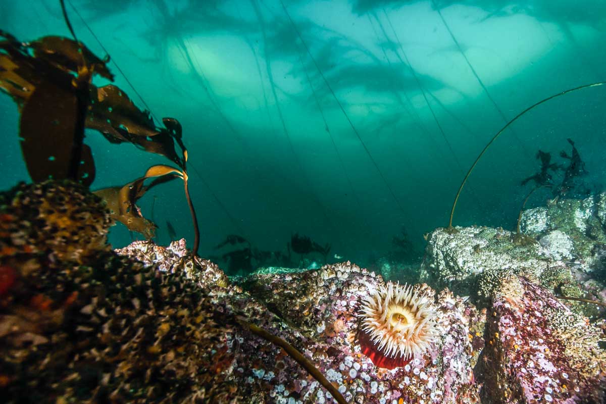 Underwater diving in British Columbia