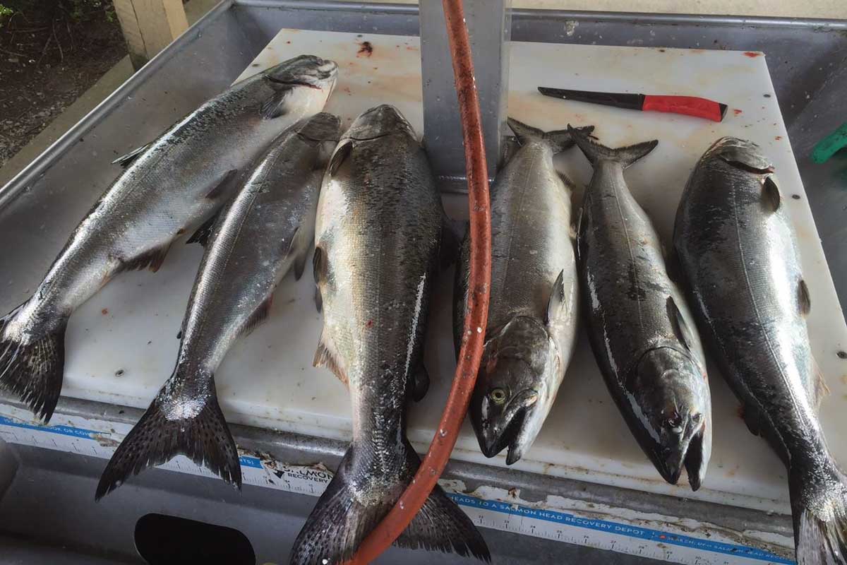 Unreal Fishing Charters Nanaimo catch from the day