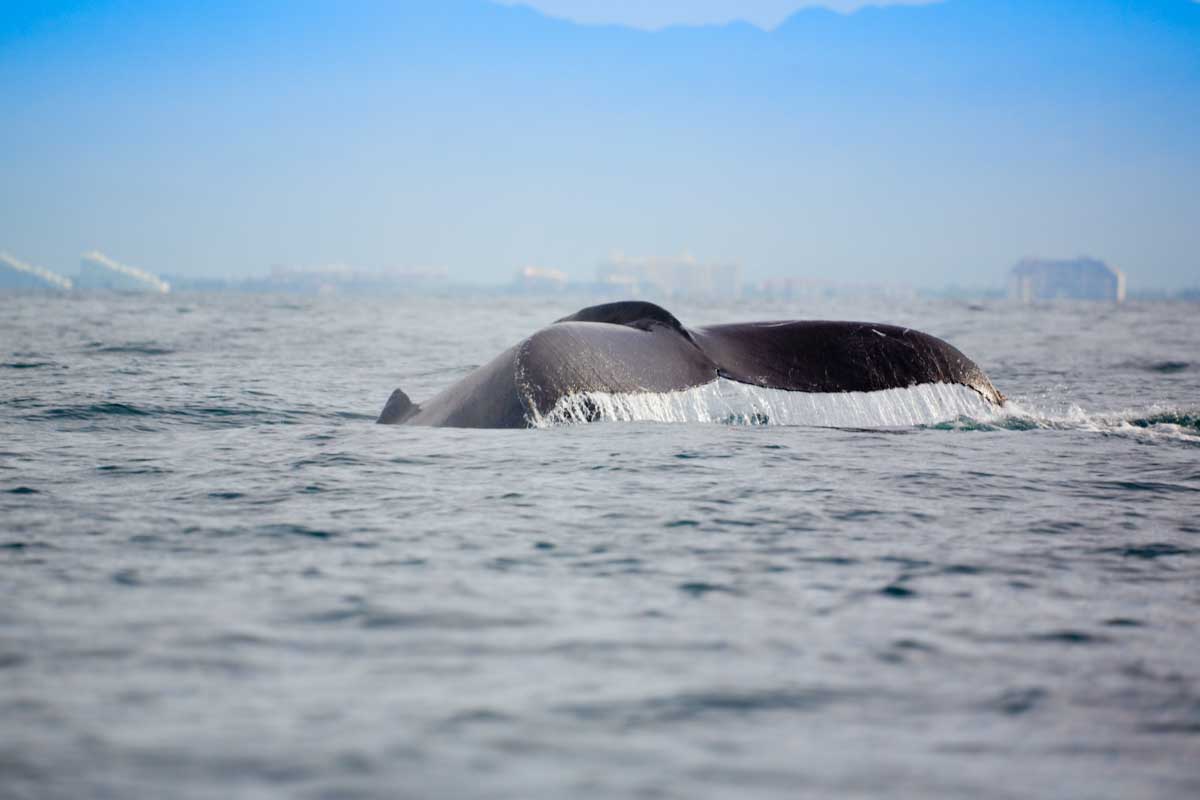 Whale tail breaches the water in Puerto Vallarta Mexico