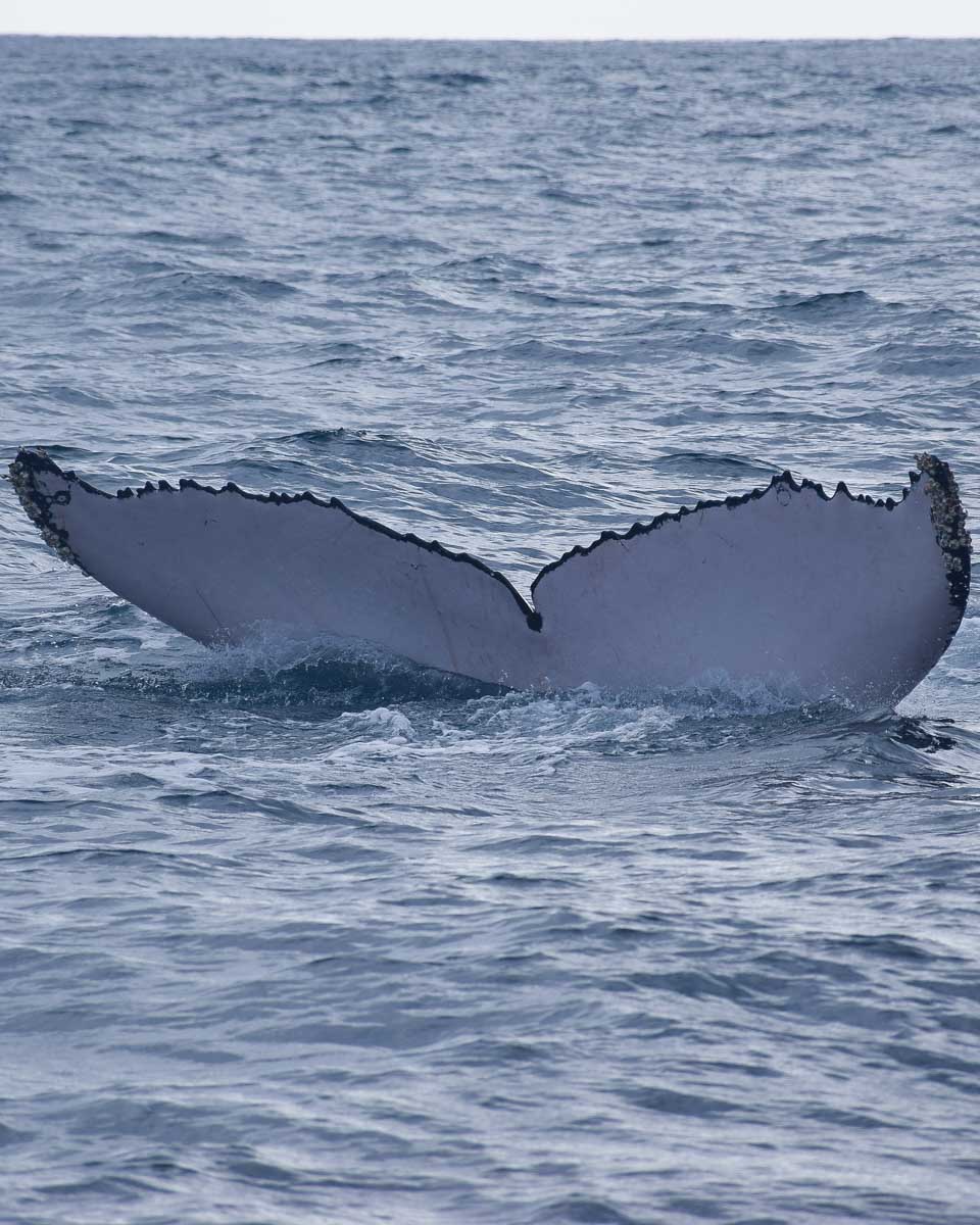 Whale tail out of water in the Bay of Banderas, Puerto Vallarta, Mexico