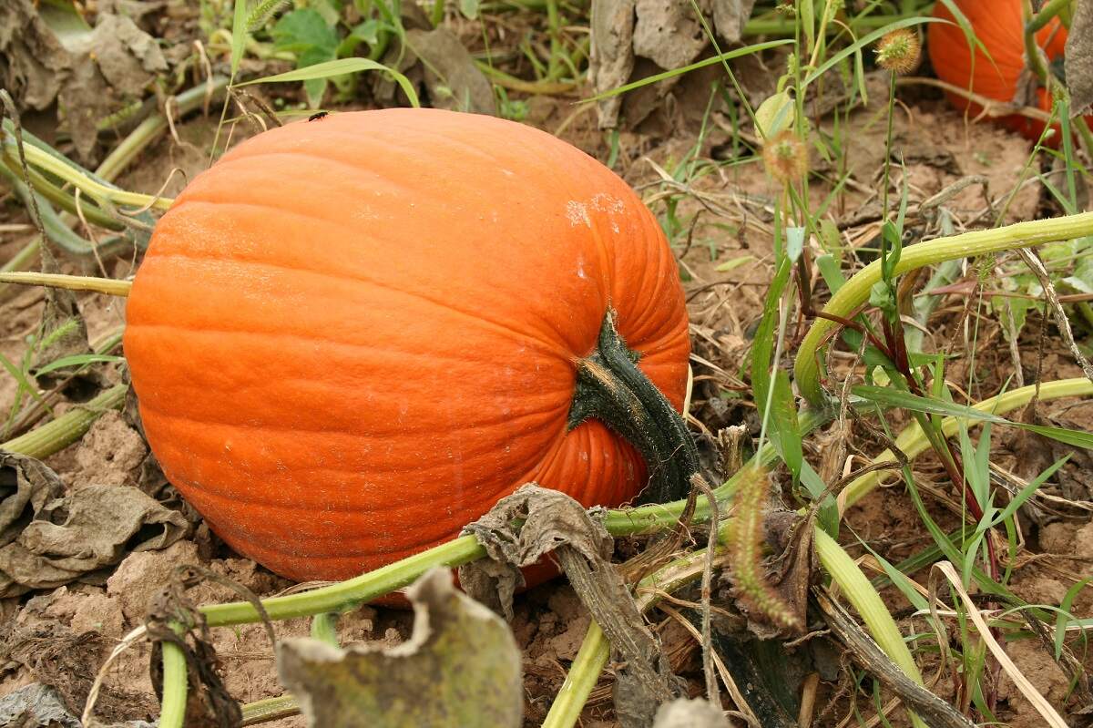 one pumpkin growing in a pumpkin patch just outside of Whistler, BC