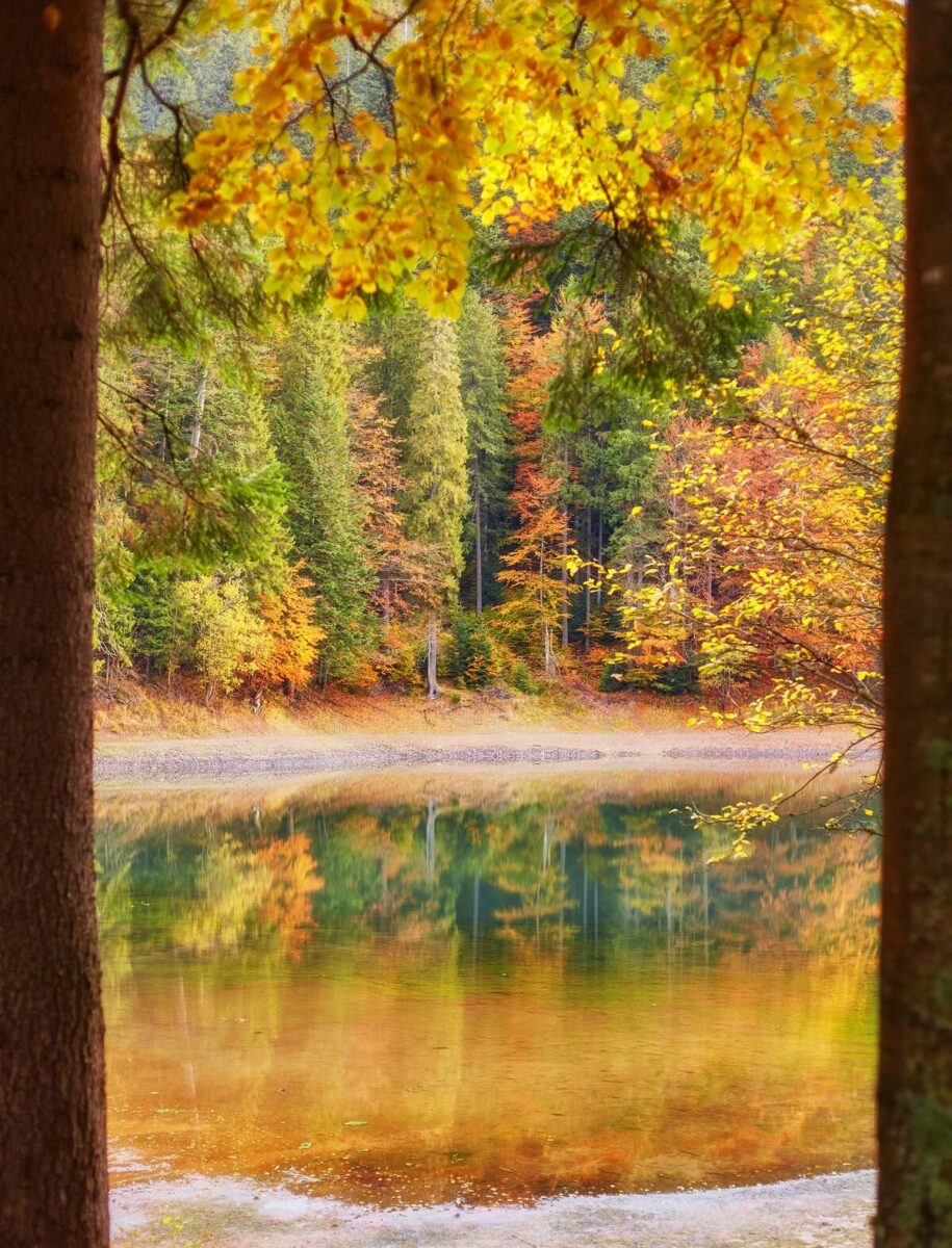 yellow trees reflecting off a lake near Whistler, BC
