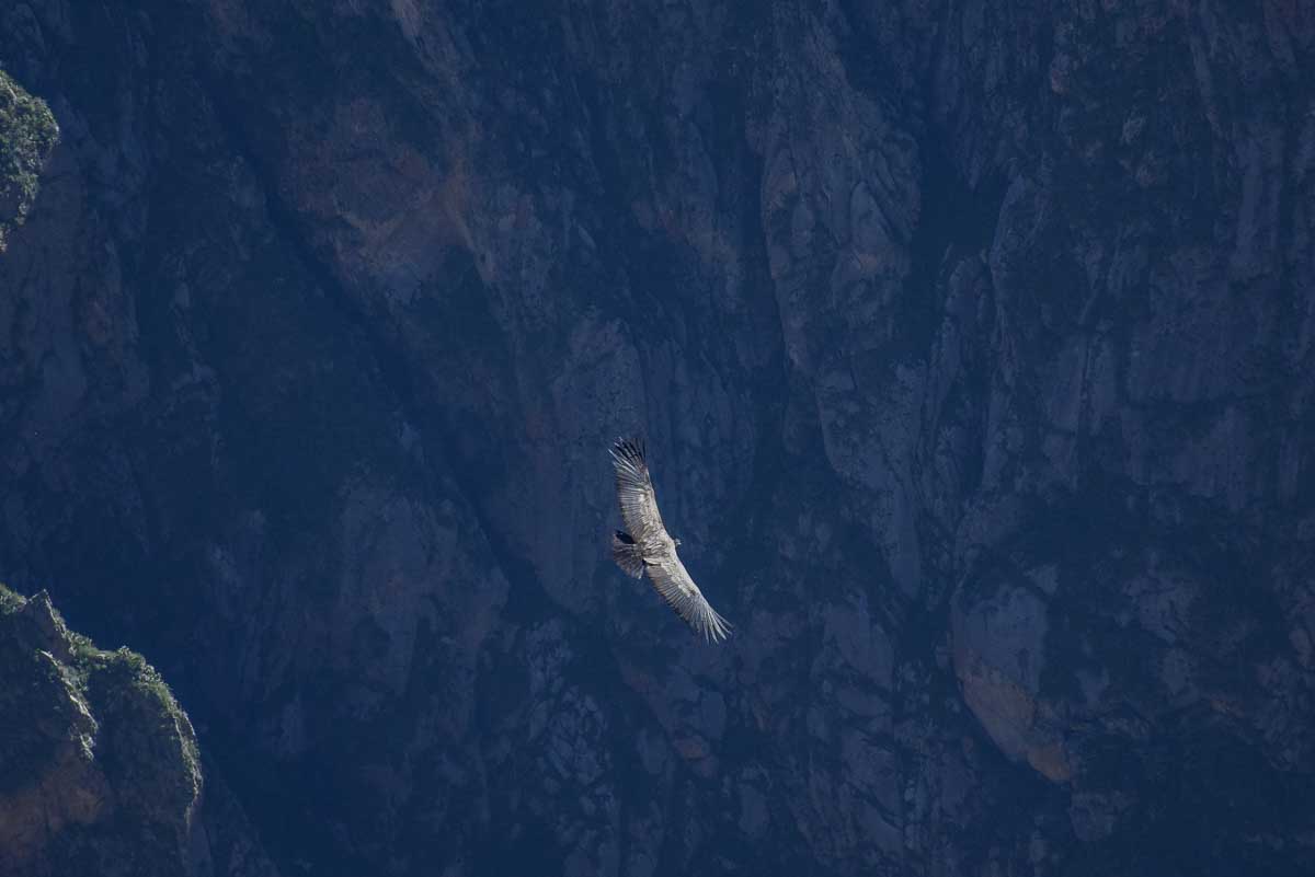 A condor flys through Colca Canyon, Peru