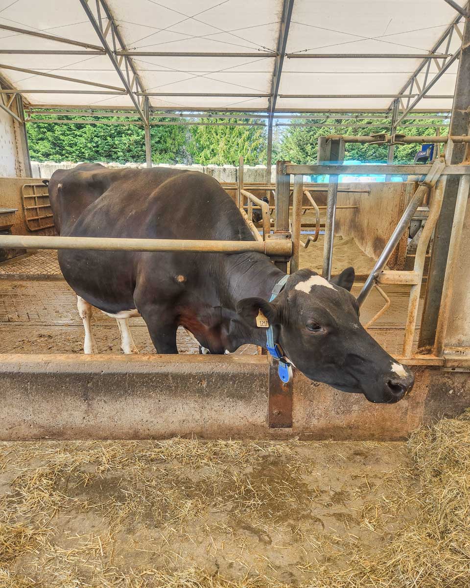 A cow at Little Qualicum Cheeseworks, Qualicum beach