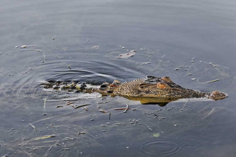 A crocodile in Go on a cruise at Yellow Water Billabong, Kakadu