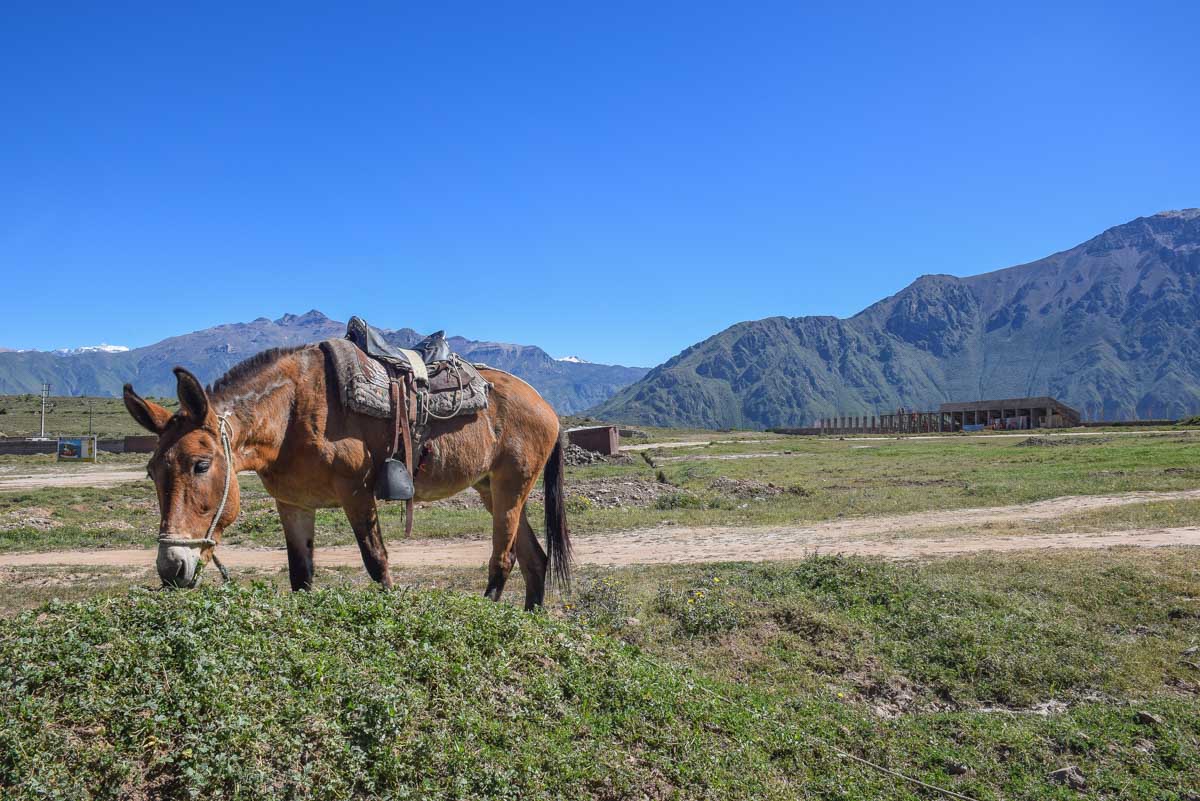 A horse eats food at the start of the Colca Canyon trail