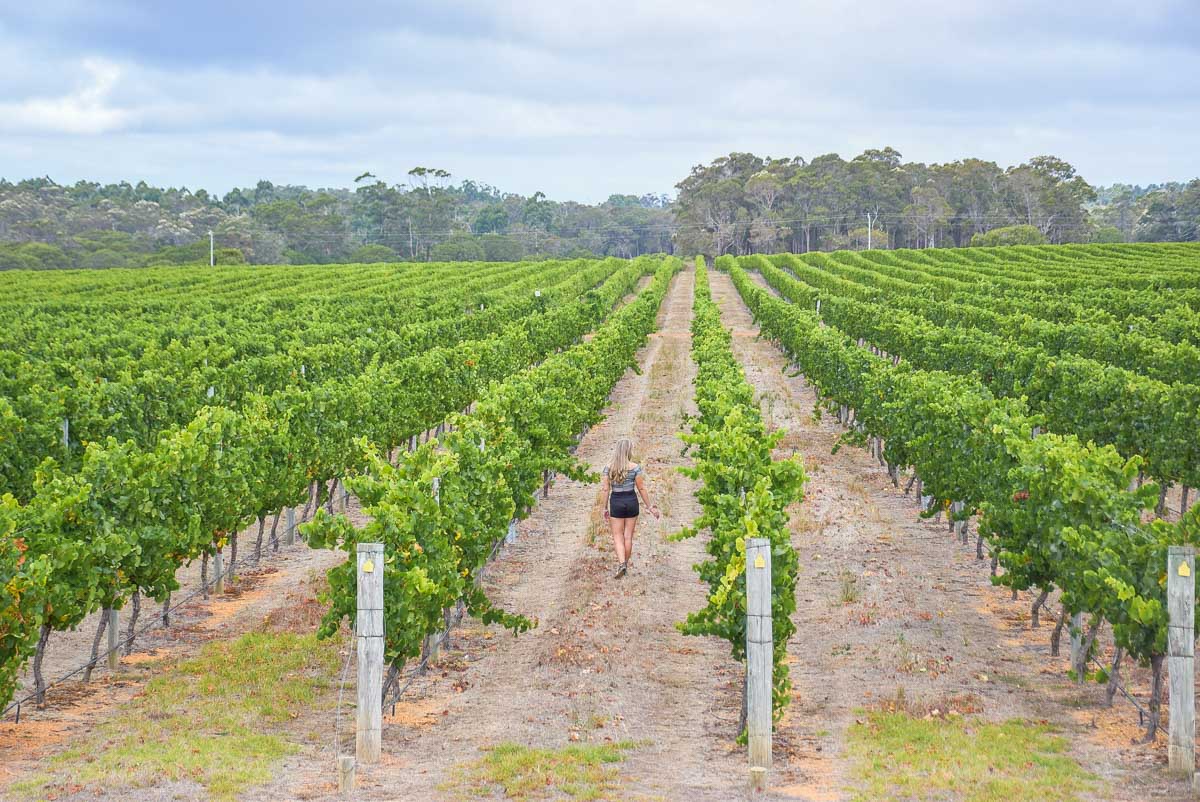 A lady walks down the center of the vines at a winery in Margaret River, Western Australia