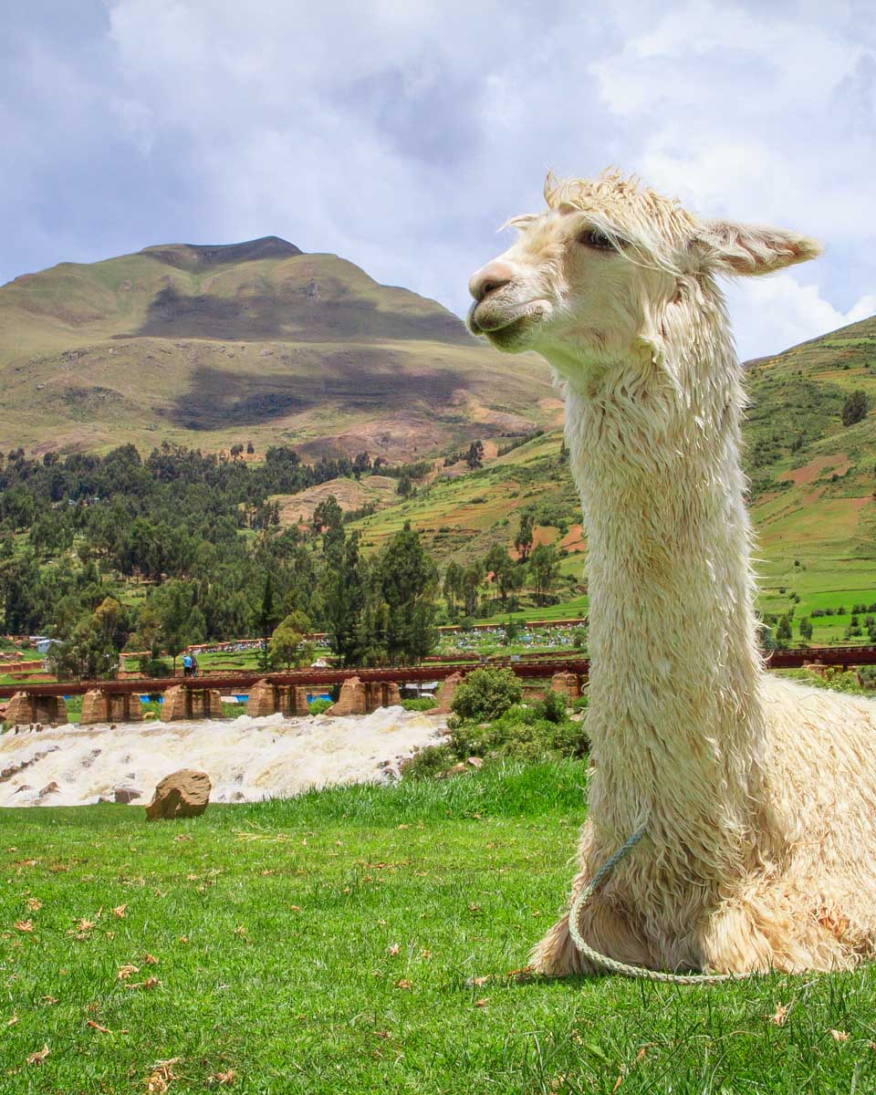 A llama in the Sacred Valley in Peru