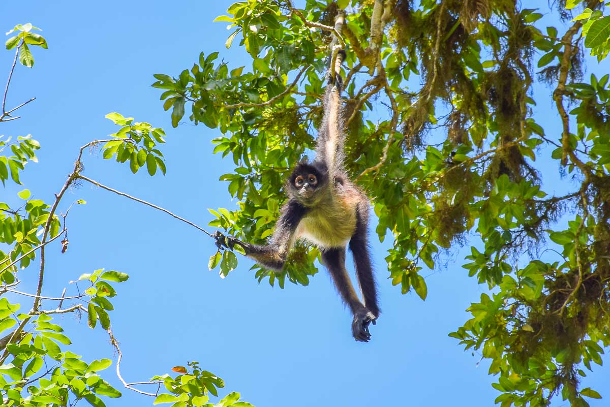 A monkey in Tikal hangs from a tree