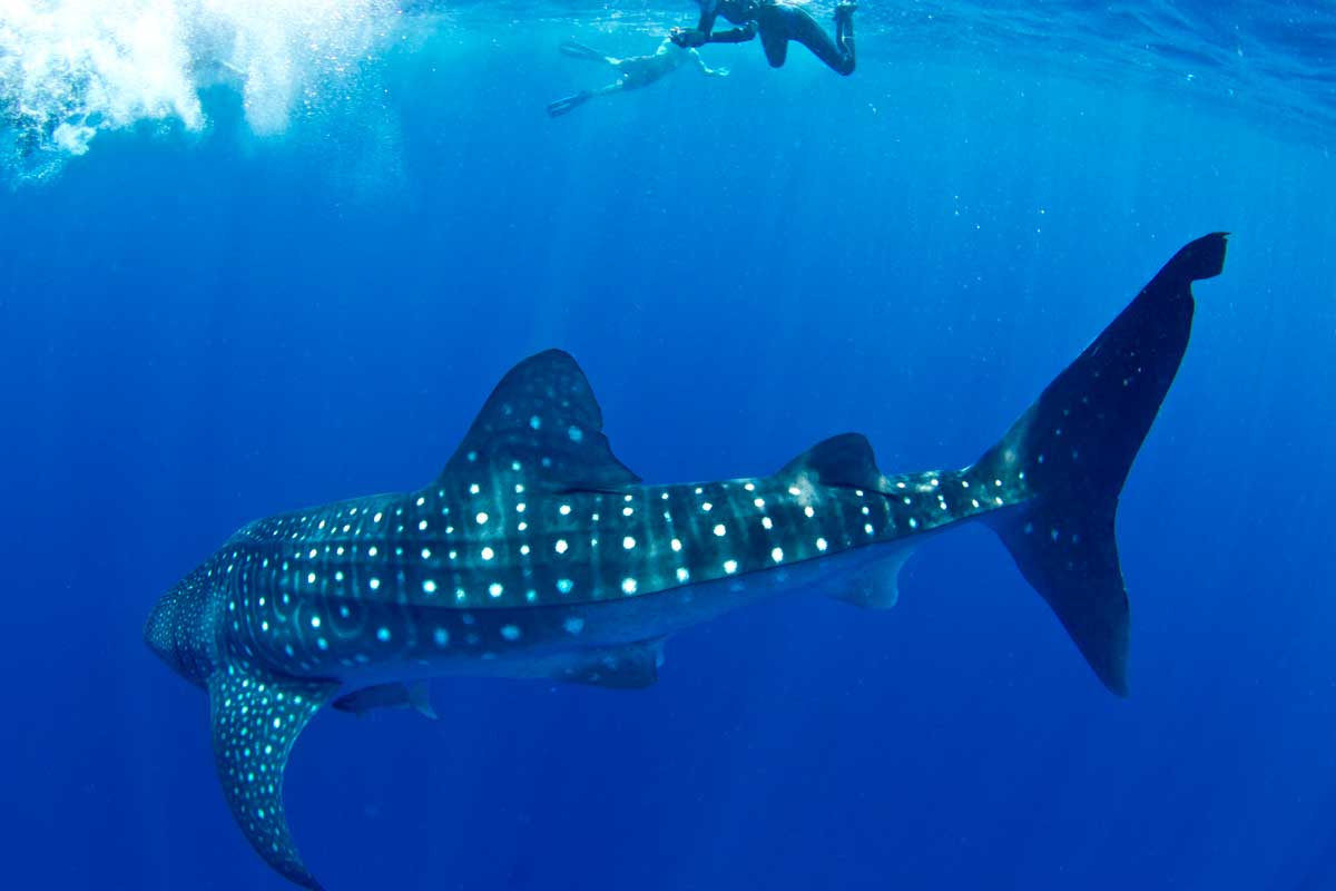 A person swims near a whale shark in Exmouth, Australia