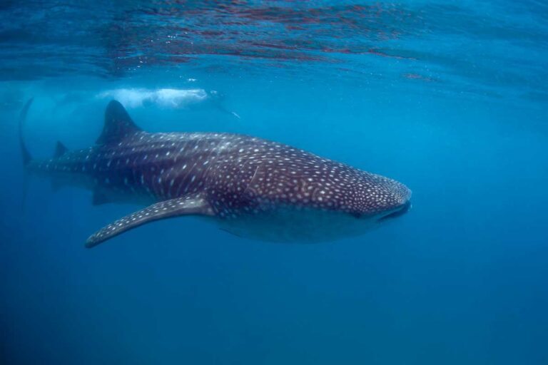 A whale shark swims through the water off the coast of Cancun, Mexico