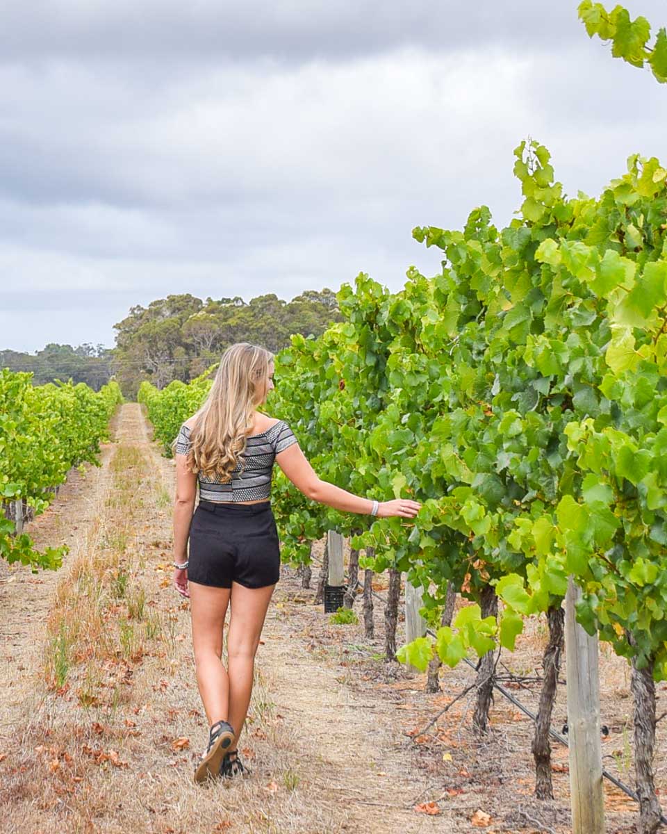 Bailey touches the vines at a winery in Margaret River