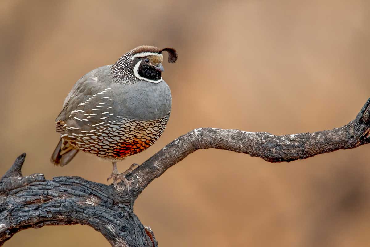 California Qual in Penticton on a bird watching tour