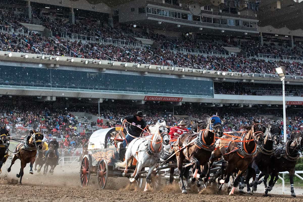 Chuckwagon Racing in Calgary Stampede, Alberta, Canada