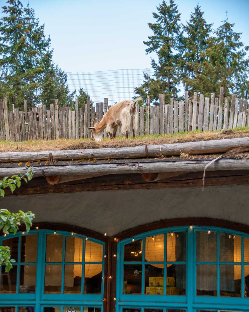 Goats on the Roof Farm in Coombs