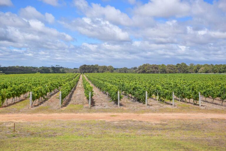 Rows of vine in Margaret River, WA