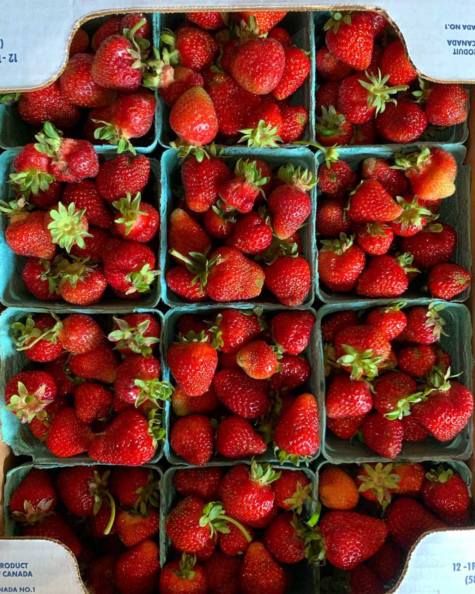 Strawberries at North Arm Farm, Pemberton