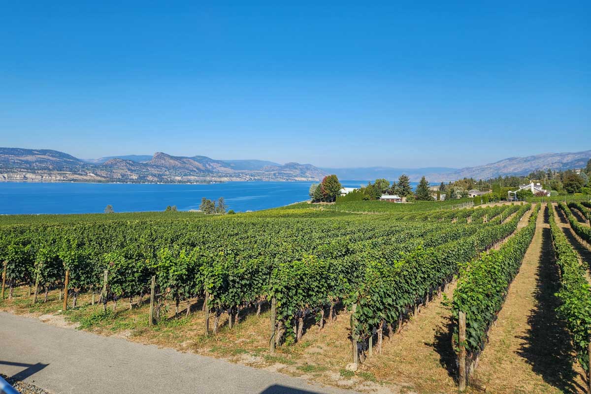 The vines at Moraine Estate Winery, Penticton