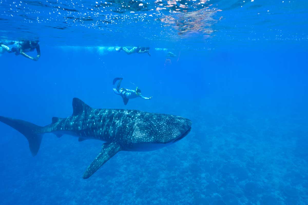 Tourists snorkel next to Whale Shark in Exmouth