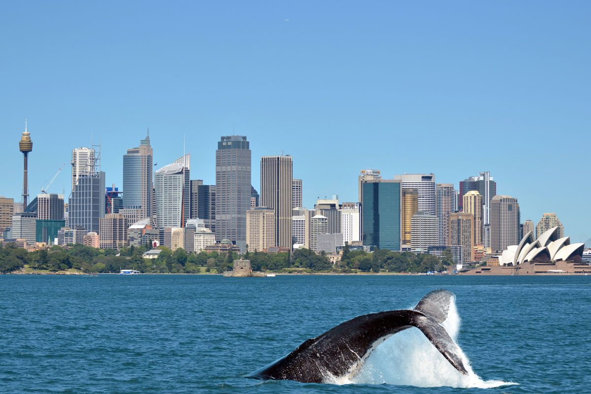 Humpback whale watching in Sydney, Australia
