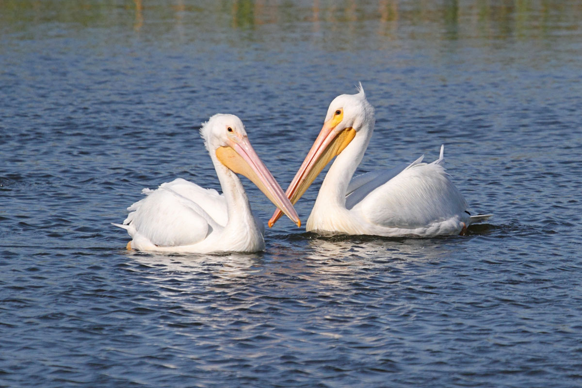 White Pelicans at the Bow RIver in Calgary, Alberta, Canada