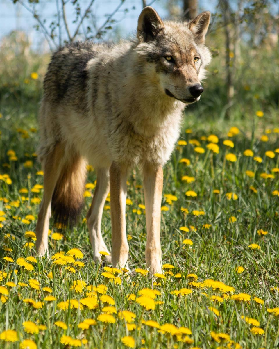 dog at Yamnuska Wolfdog Sanctuary in Calgary, Alberta, Canada