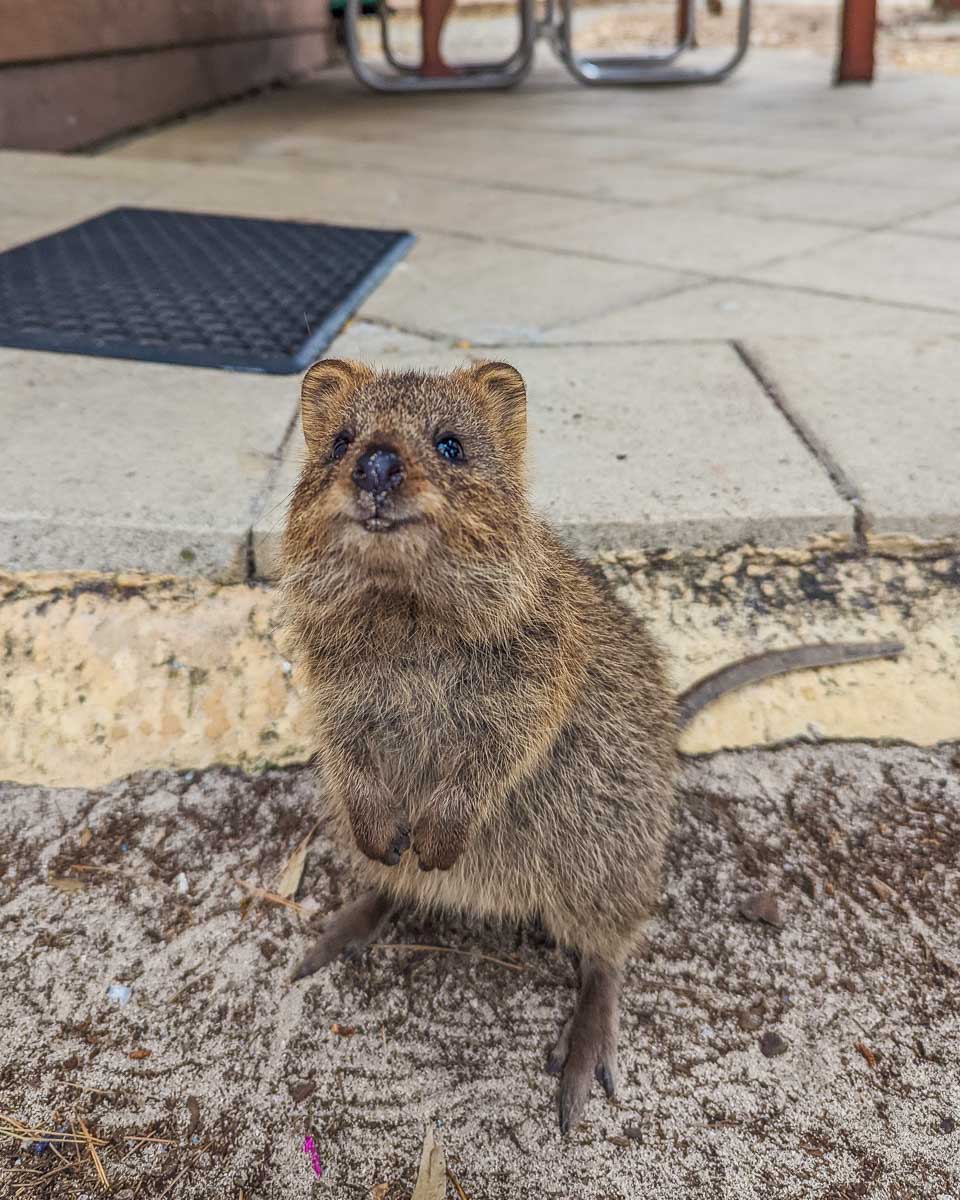A cute Quokka on Rottnest Island