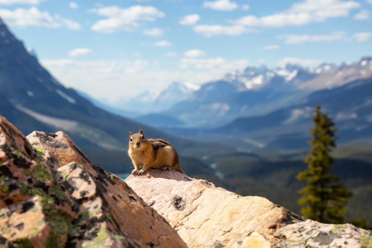 A marmot in Banff National Park at Peyto Lake Viewpoint