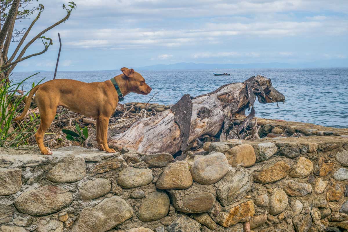 A street dog in Cancun, Mexico