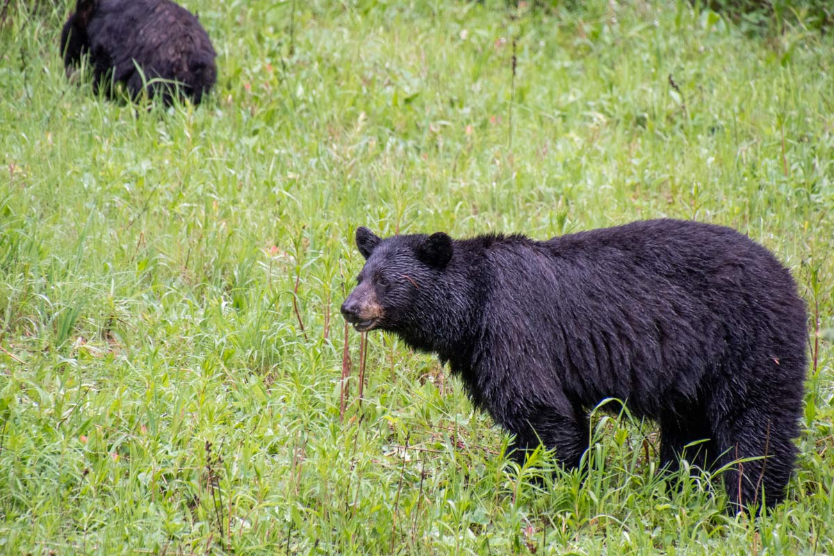 Black Bears in Banff National Park, Canada