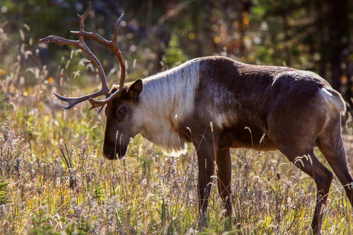Caribou in Canada