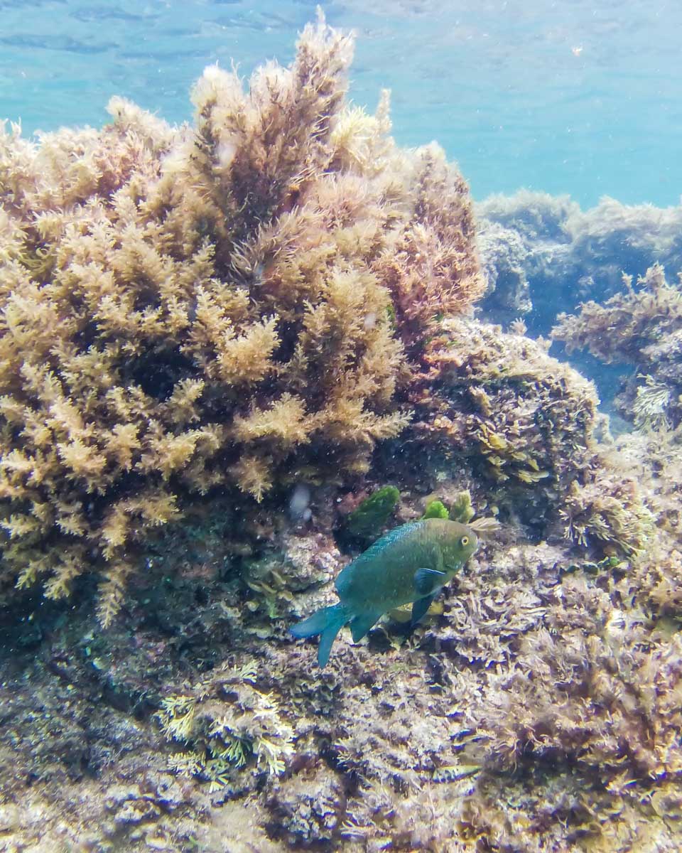 Fish a corals on Rottnest island, Perth