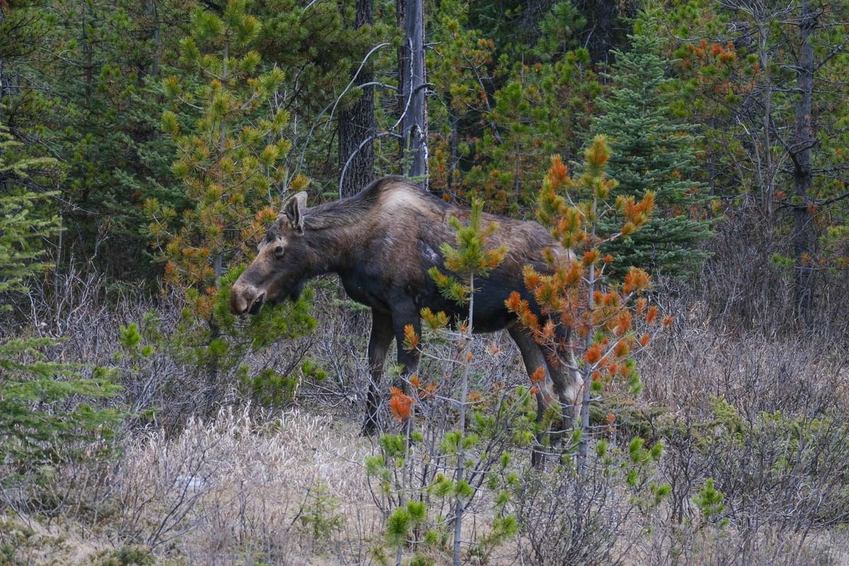 Moose in Banff National Park, Canada
