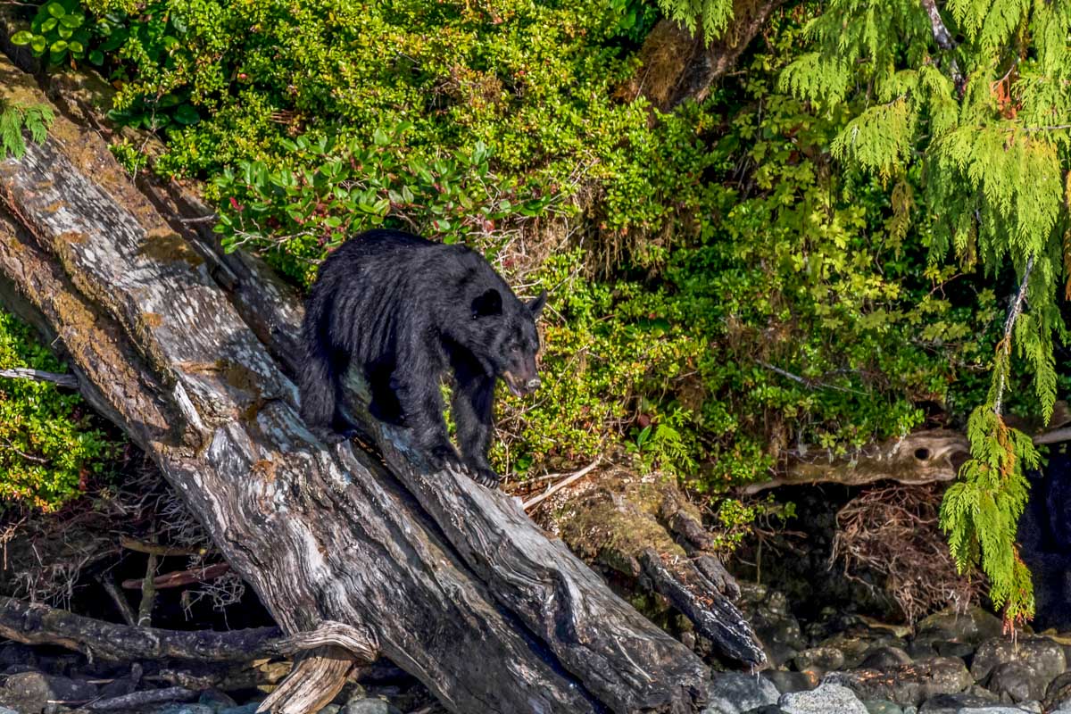 A black bear in Campbell River during a bear watching tour