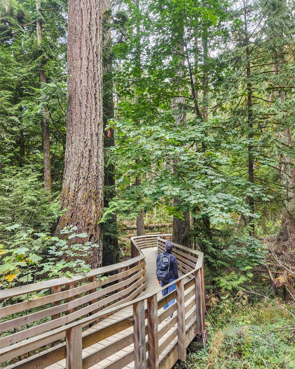 A boardwalk winds its way through the tall trees in Cathedral Grove, Vancouver Island