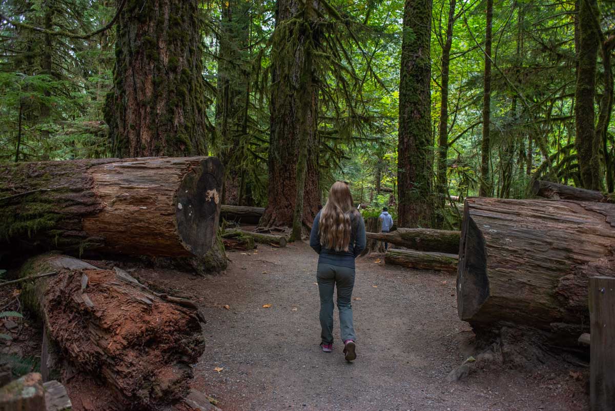 A huge tree thats been cut to make way for a path in Cathedral Grove