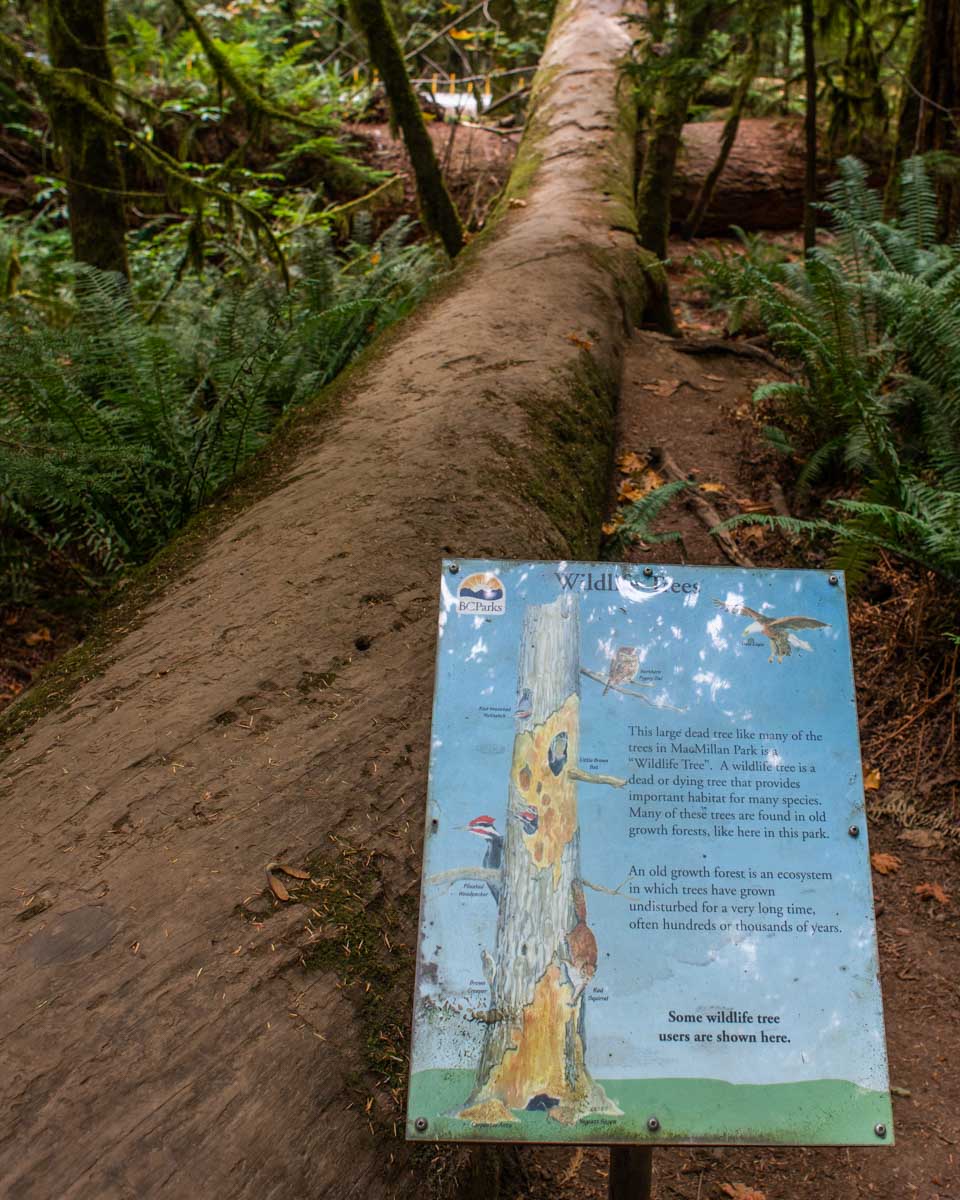 An information board in Cathedral Grove, Canada