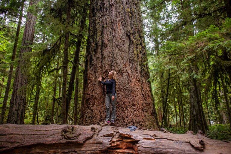 Bailey looks up at a huge tree in Cathedral Grove, Vancouver Island